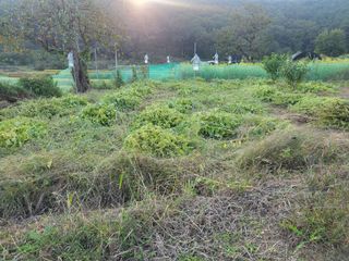 들꽃농장님의 들깨 · 자유게시판 작성글 사진