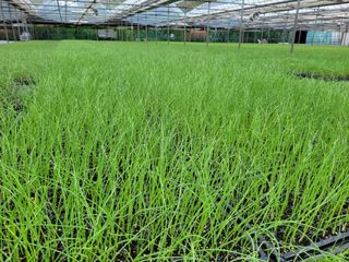 청운농원육묘장님의 자유주제 · 자유게시판 작성글 사진