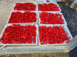 구평쿠키요정님의 고추 · 영농일지 작성글 사진