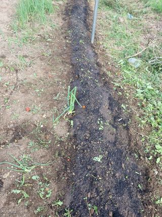 구평쿠키요정님의 고추 · 영농일지 작성글 사진