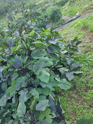 구평쿠키요정님의 고추 · 영농일지 작성글 사진