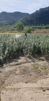 팜모닝 자유주제·자유게시판 게시글 이미지