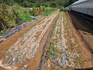 김성진님의 마늘 · 영농일지 작성글 사진