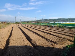 김봉학님의 마늘 · 영농일지 작성글 사진