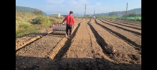 김봉학님의 마늘 · 영농일지 작성글 사진