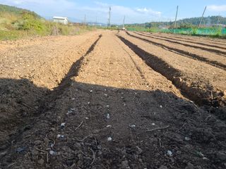 김봉학님의 마늘 · 영농일지 작성글 사진