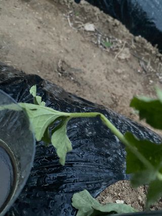 혜원님의 기타작물 · 병해충상담 작성글 사진