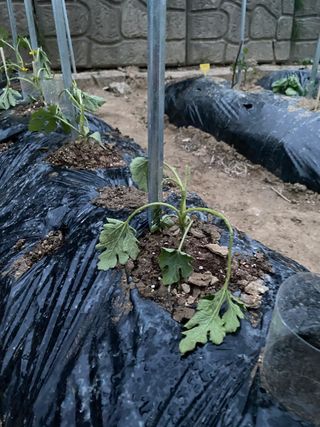 혜원님의 기타작물 · 병해충상담 작성글 사진