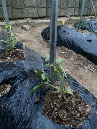 혜원님의 기타작물 · 병해충상담 작성글 사진