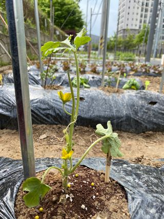 혜원님의 기타작물 · 병해충상담 작성글 사진