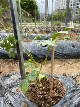혜원님의 기타작물 · 병해충상담 작성글 사진