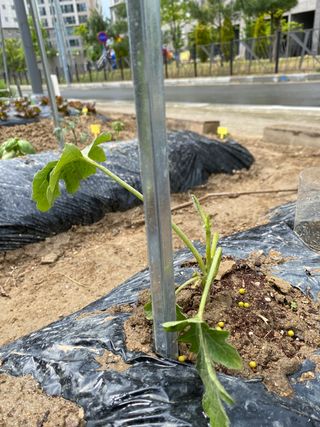 혜원님의 기타작물 · 병해충상담 작성글 사진