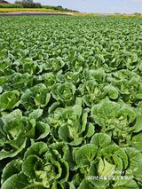 팜모닝 배추·일상 게시글 이미지