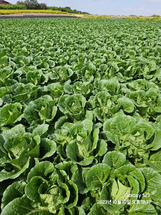 수환이네농장님의 배추 · 일상 작성글 사진