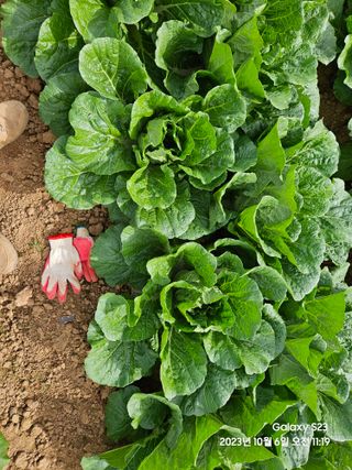 수환이네농장님의 배추 · 일상 작성글 사진