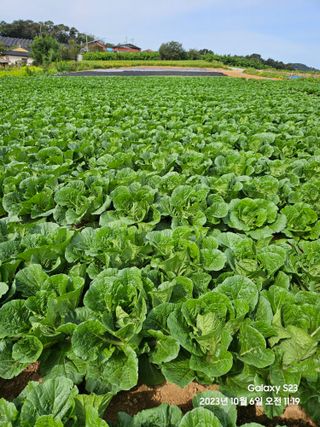 수환이네농장님의 배추 · 일상 작성글 사진
