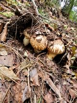 팜모닝 사과·일상 게시글 이미지