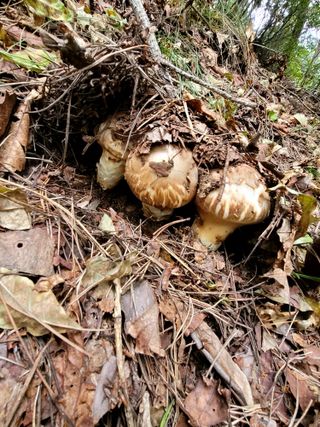 산신님의 사과 · 일상 작성글 사진