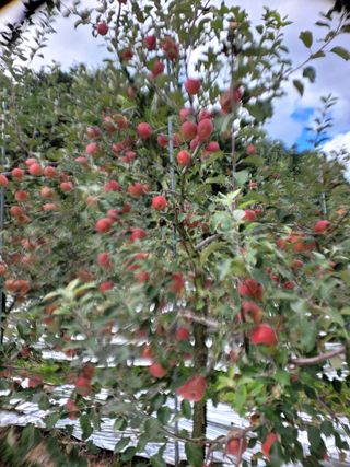 산신님의 사과 · 일상 작성글 사진