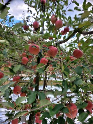 산신님의 사과 · 일상 작성글 사진