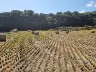 정영기대산축산농부♡님의 벼 · 영농일지 작성글 사진