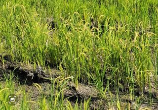 김중언님의 자유주제 · 자유게시판 작성글 사진