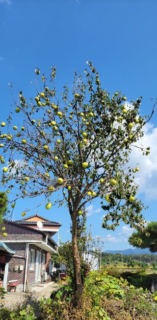 김중언님의 자유주제 · 자유게시판 작성글 사진