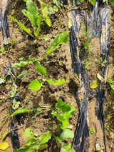 팜모닝 작목반 소개하고 지원받기·참여글 게시글 이미지