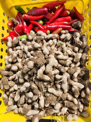 고영희님의 작목반 소개하고 지원받기 · 참여글 작성글 사진