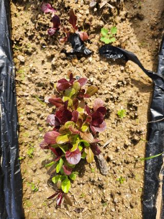 고영희님의 작목반 소개하고 지원받기 · 참여글 작성글 사진