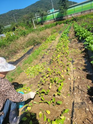 박산숙농부님의 작목반 소개하고 지원받기 · 참여글 작성글 사진