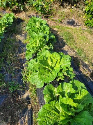 박산숙농부님의 작목반 소개하고 지원받기 · 참여글 작성글 사진