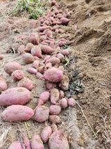 팜모닝 고구마·자유게시판 게시글 이미지