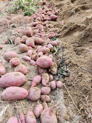 김용석님의 고구마 · 자유게시판 작성글 사진