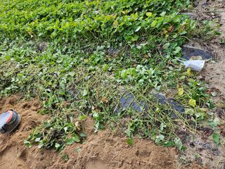 김용석님의 고구마 · 자유게시판 작성글 사진