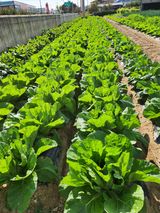 팜모닝 배추·일상 게시글 이미지