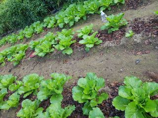 당근한개님의 기타작물 · 자유게시판 작성글 사진