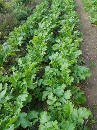 당근한개님의 기타작물 · 자유게시판 작성글 사진