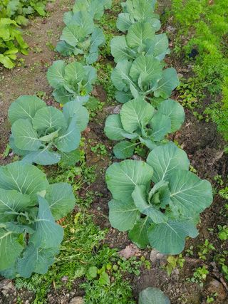 당근한개님의 기타작물 · 자유게시판 작성글 사진