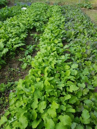 당근한개님의 기타작물 · 자유게시판 작성글 사진