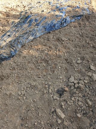 오임택 님의 마늘 · 영농일지 작성글 사진