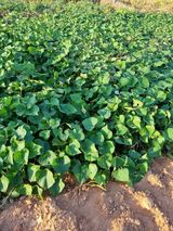 팜모닝 고구마·자유게시판 게시글 이미지