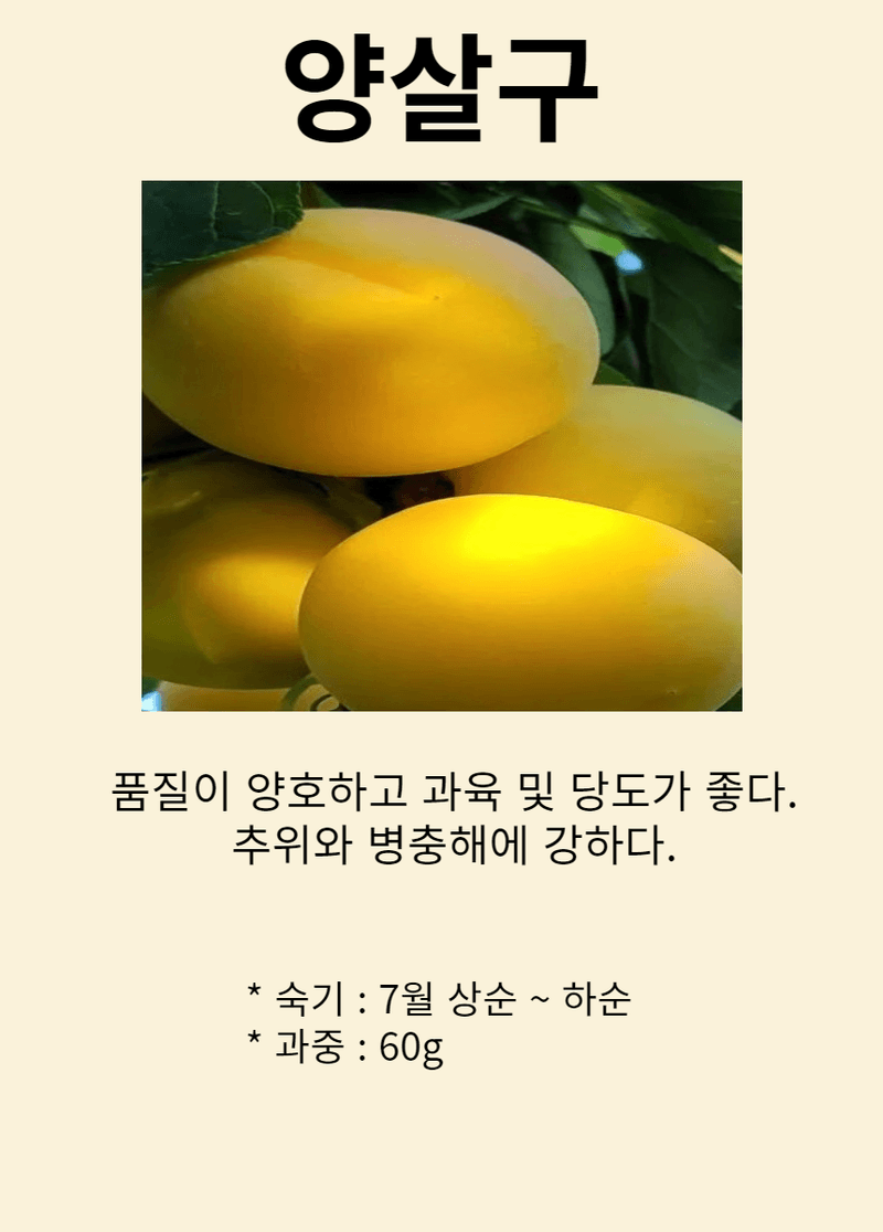 장터 상품 [양살구 3년생 결실주 분묘] 썸네일