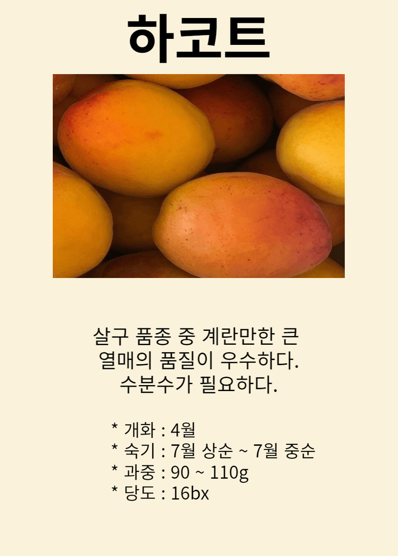 장터 상품 [살구나무 하코트 3년생 결실주 분묘] 썸네일