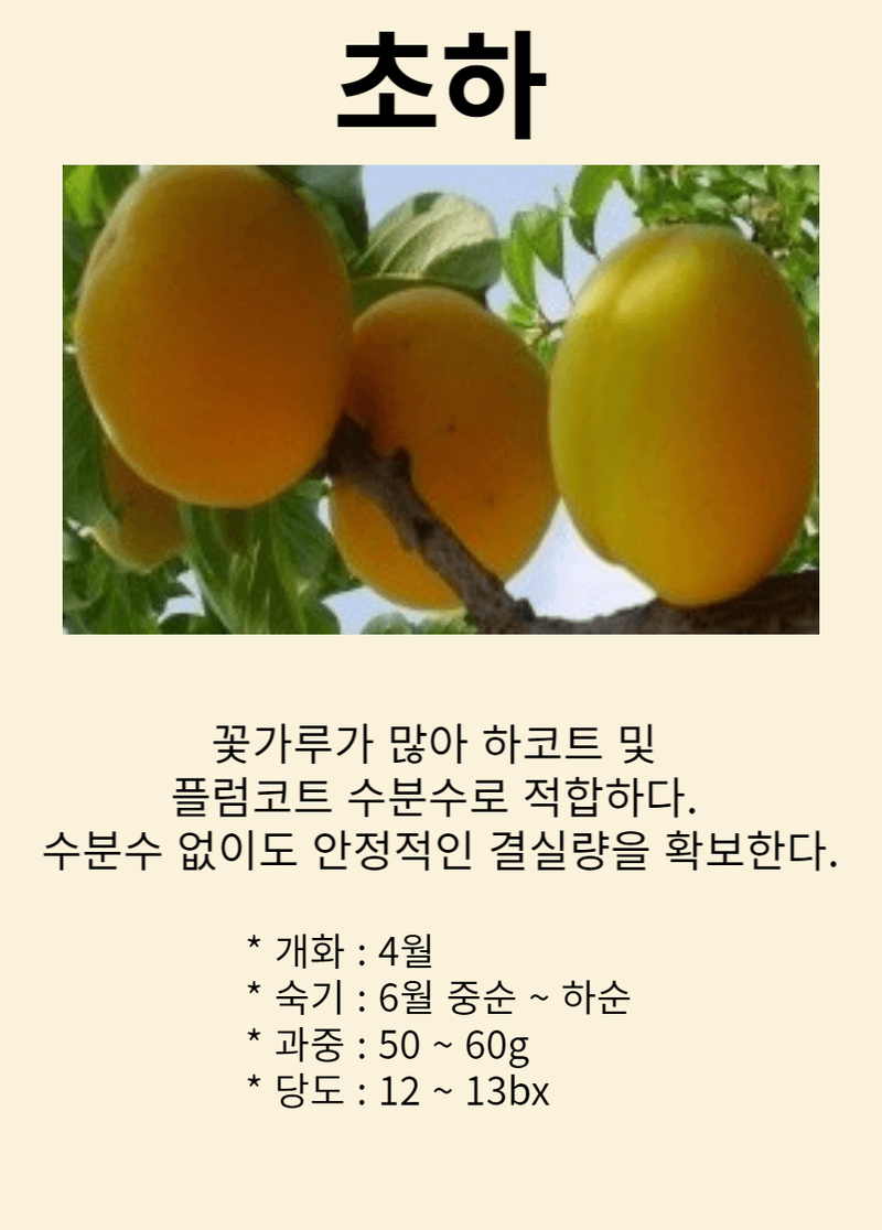 일심묘목농원님의 장터 판매 상품 [살구나무 초하 3년생 결실주 분묘 ] 첨부 사진