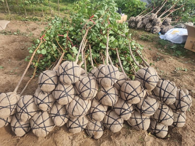 일심묘목농원님의 장터 판매 상품 [살구나무 초하 3년생 결실주 분묘 ] 첨부 사진