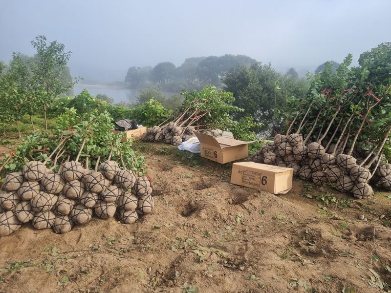 일심묘목농원님의 장터 판매 상품 [살구나무 초하 3년생 결실주 분묘 ] 첨부 사진