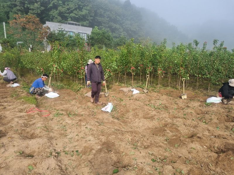 일심묘목농원님의 장터 판매 상품 [살구나무 초하 3년생 결실주 분묘 ] 첨부 사진