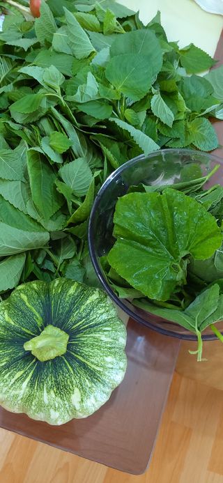 농사 사랑님의 고구마 · 자유게시판 작성글 사진