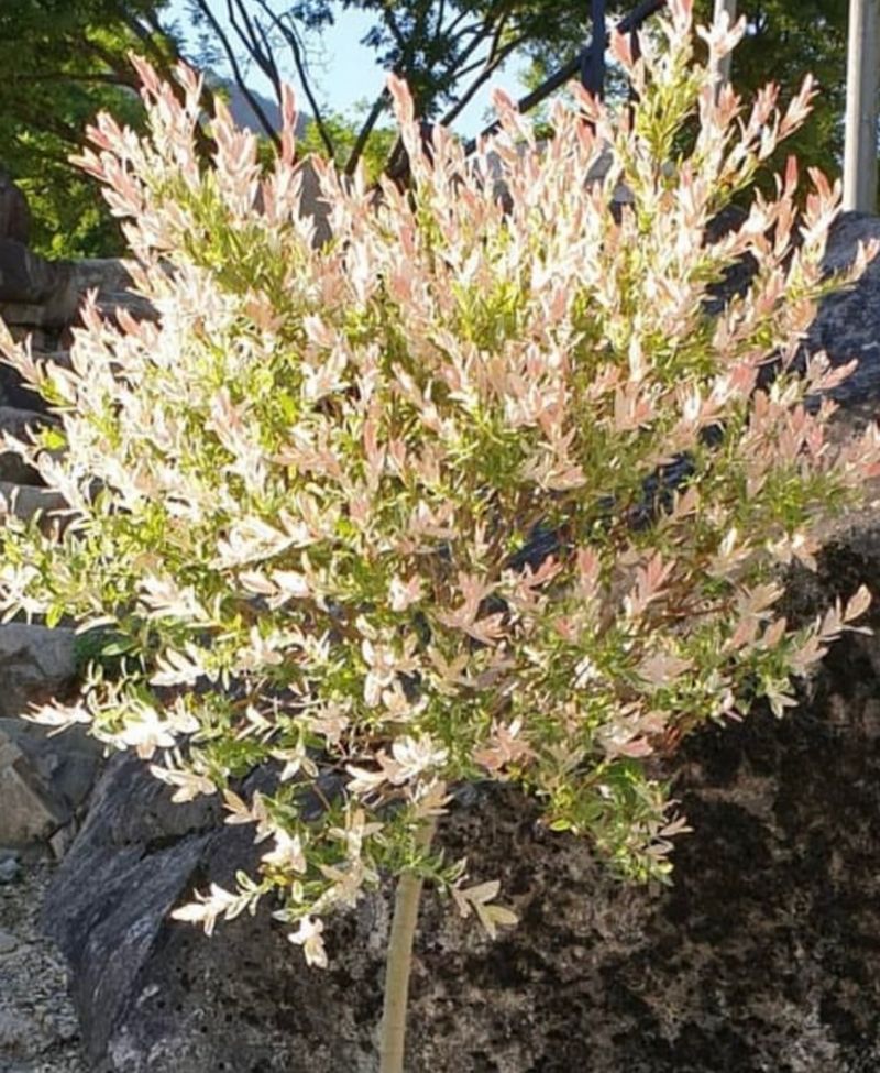 일심묘목농원님의 장터 판매 상품 [화이트핑크셀릭스 3년생 분묘] 첨부 사진